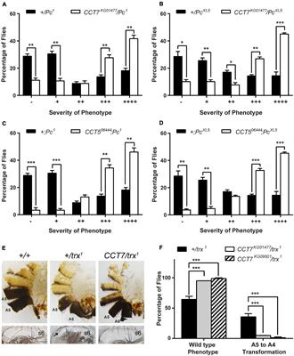 Polycomb Requires Chaperonin Containing TCP-1 Subunit 7 for Maintaining Gene Silencing in Drosophila